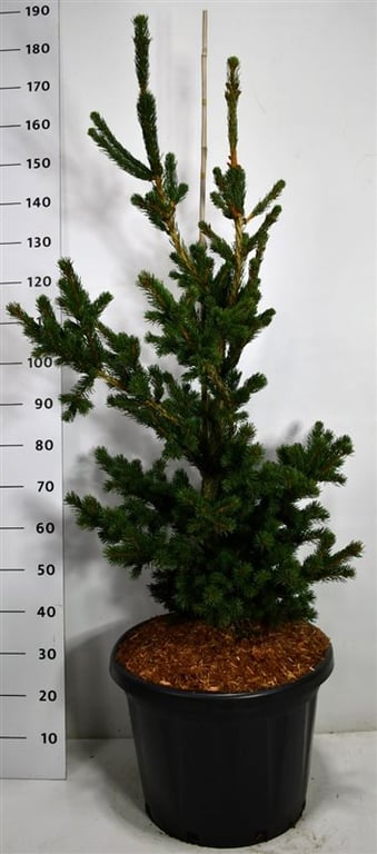 Picea pungens Lucky Strike 180cm 48cm Pot