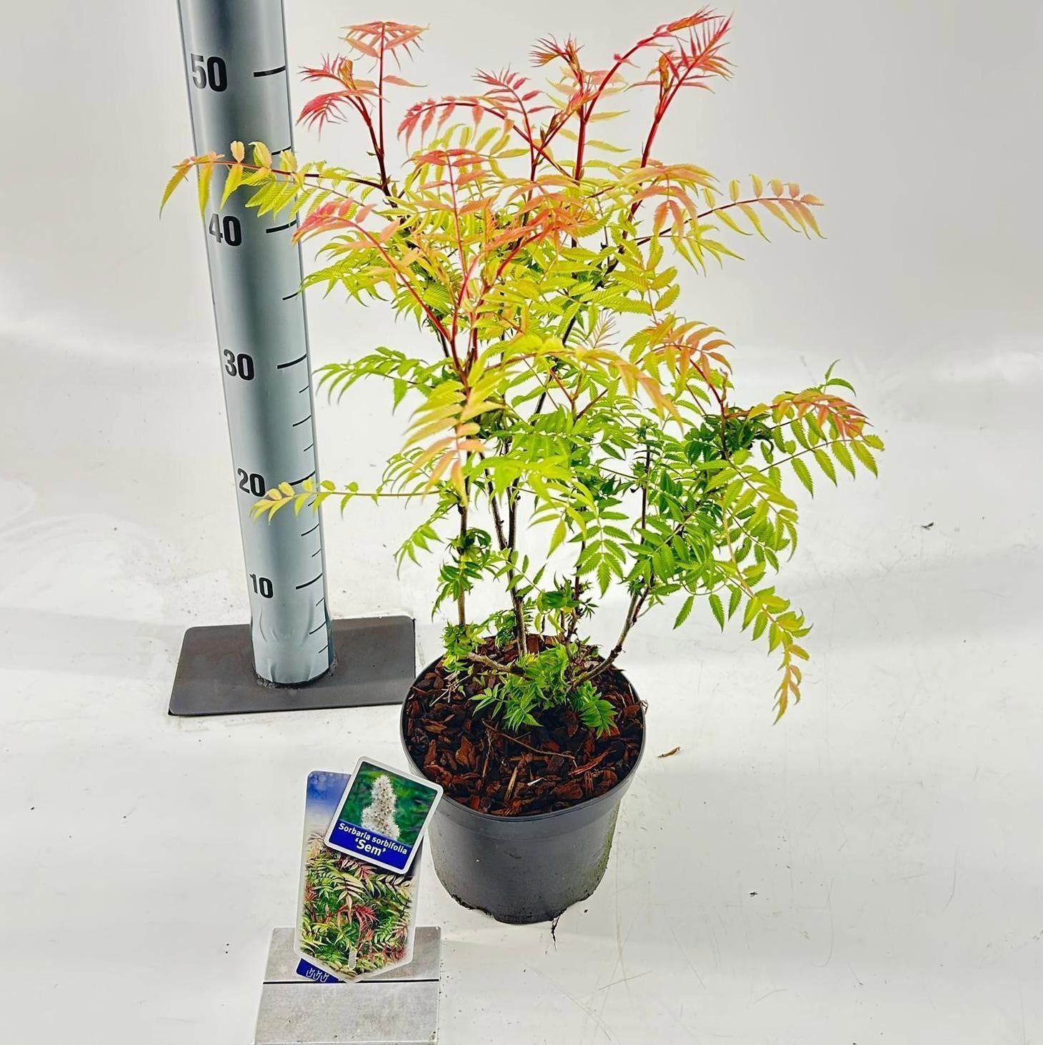 Sorbaria sor. Sem 45cm 17cm Pot