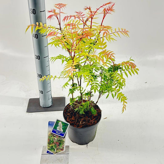 Sorbaria sor. Sem 45cm 17cm Pot
