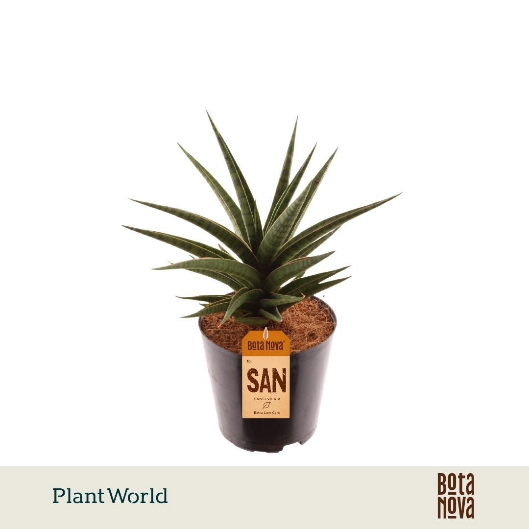 Sansevieria 30cm 12cm Pot