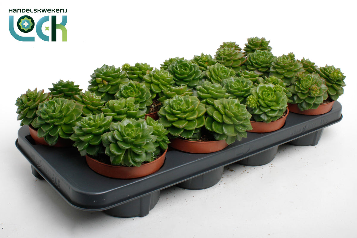 Echeveria affinis 12cm 12cm Pot