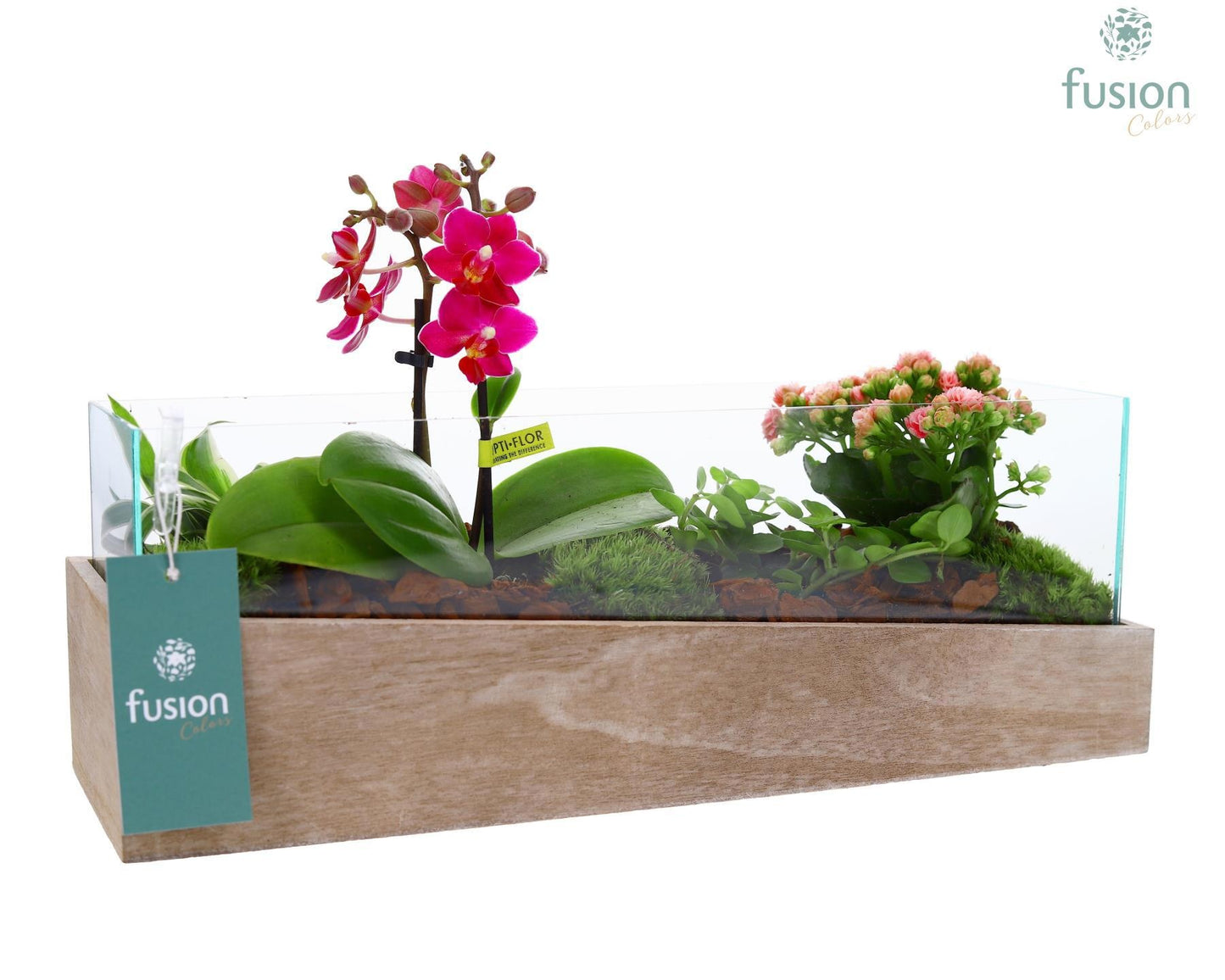 Aquarium Medium met Arrangement 20cm 38cm Pot