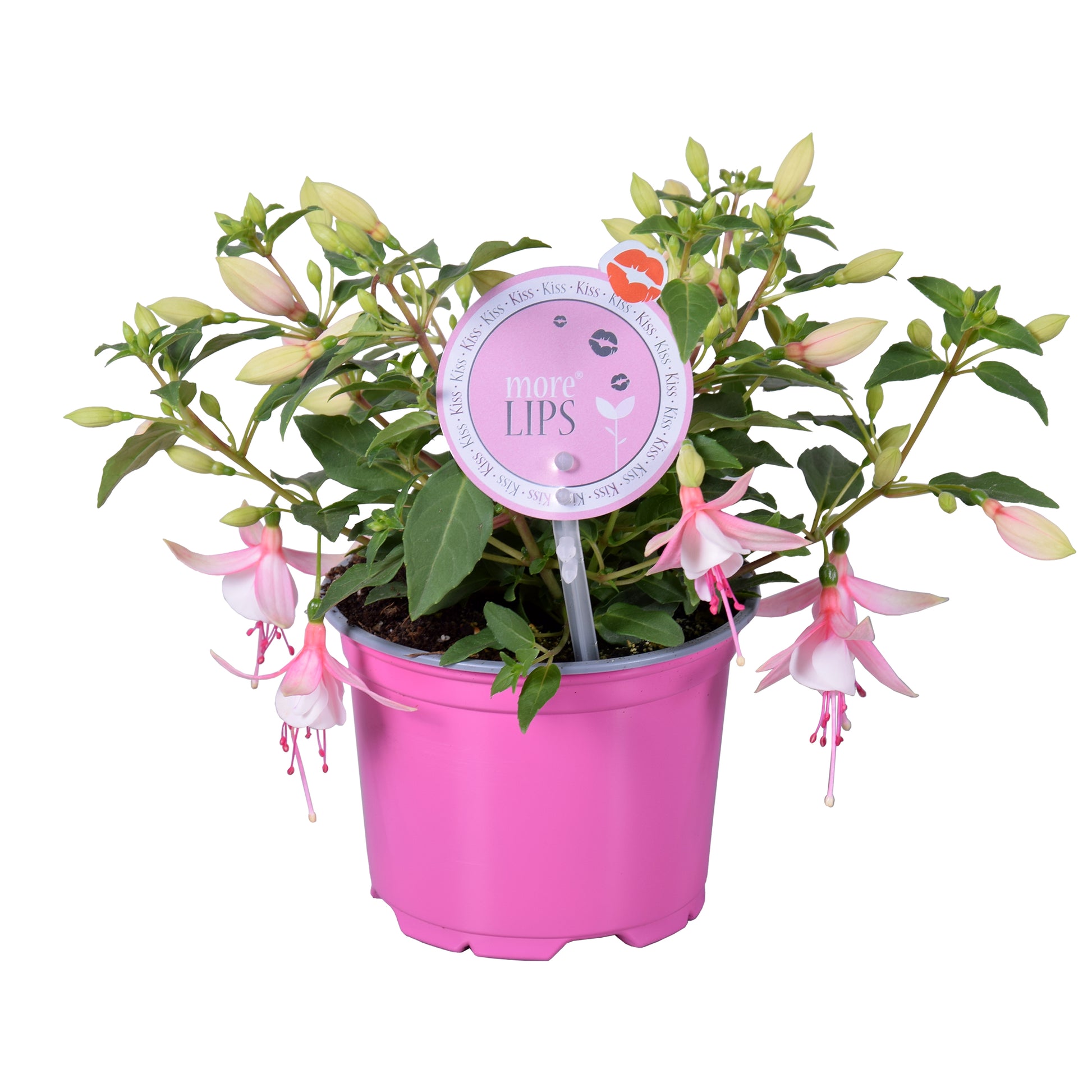 Fuchsia Bella Sophia 22cm 12cm Pot