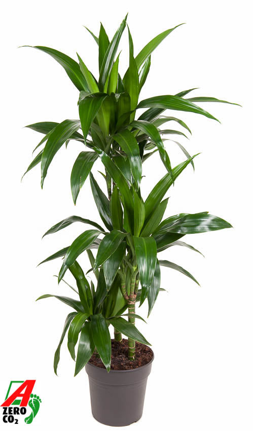 Dracaena fragrans Janet Craig 60-30-15 120cm 21cm Pot
