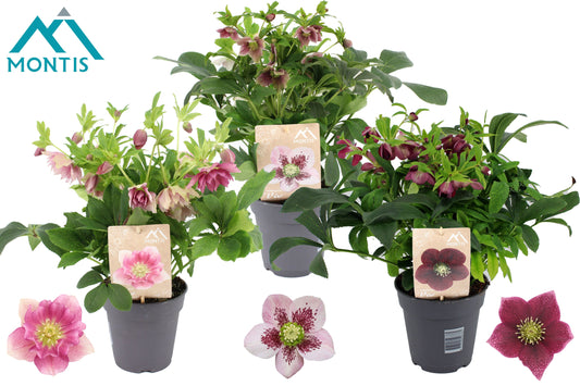 Helleborus orientalis 35cm 15cm Pot