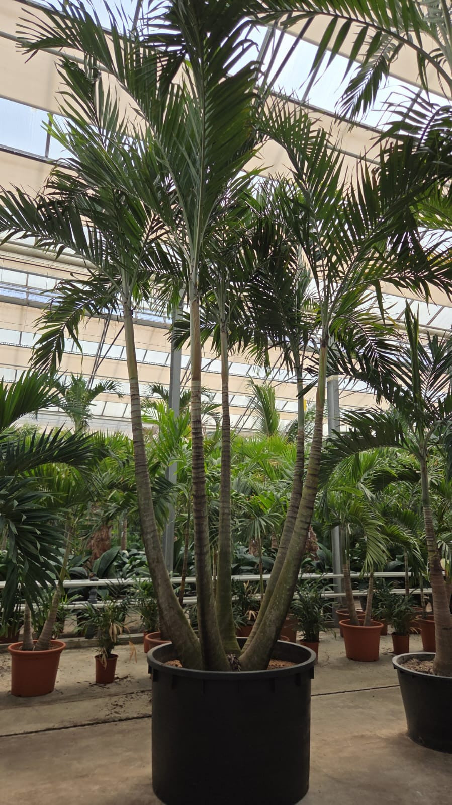 Carludovica palmata 525cm 120cm Pot