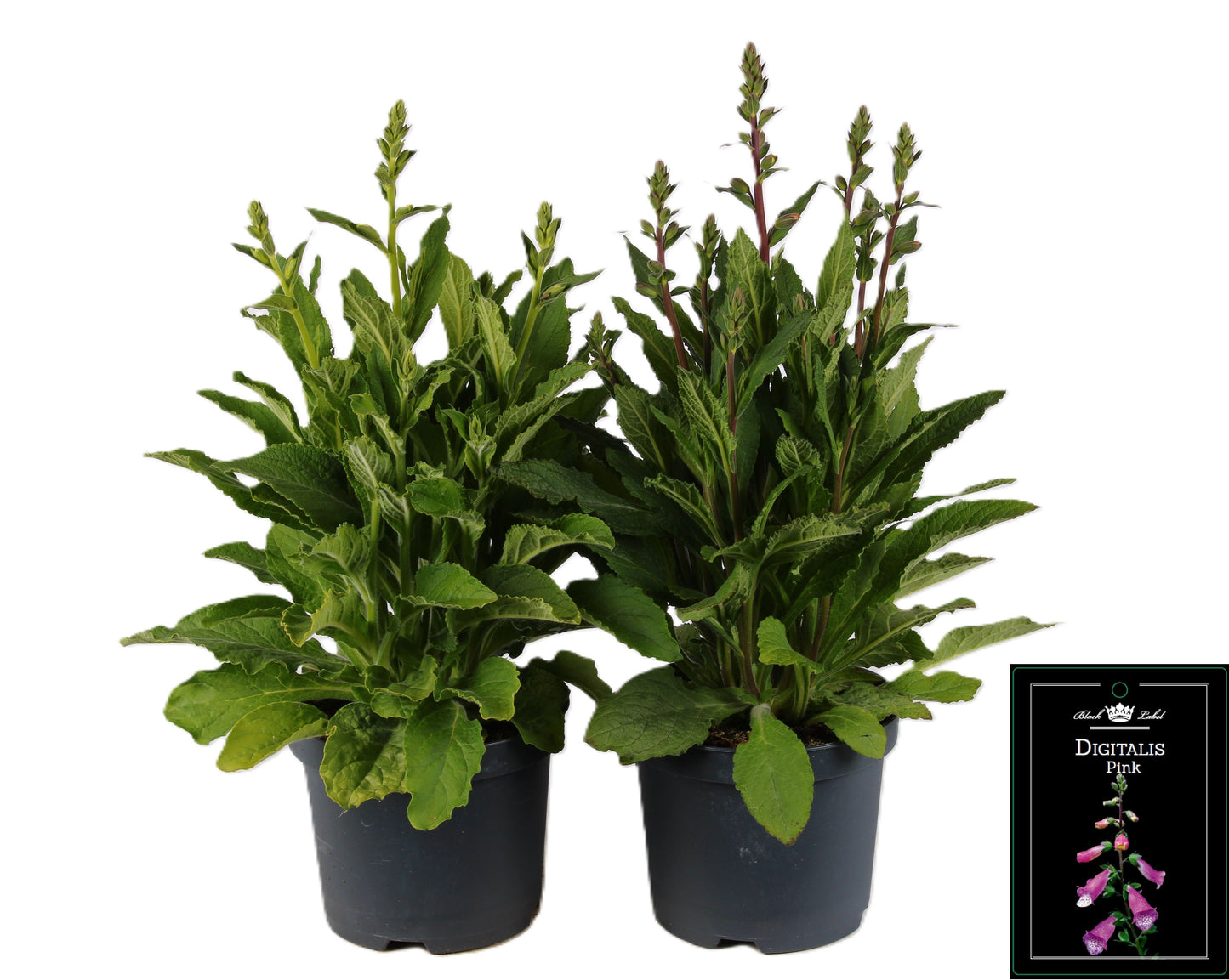 Digitalis mix per trolley 60cm 19cm Pot