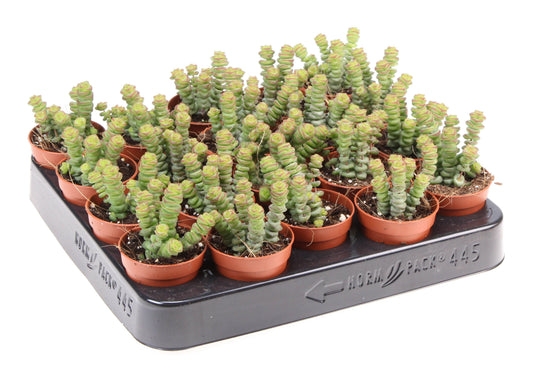 Crassula mar. Hottentot 10cm 505cm Pot