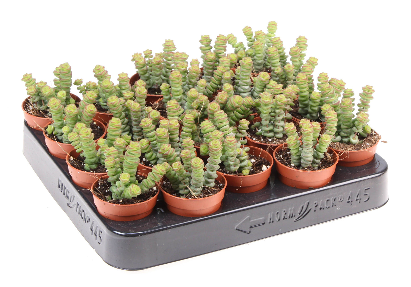 Euro Cactus Holland Bv Crassula mar. Hottentot Pack of 20