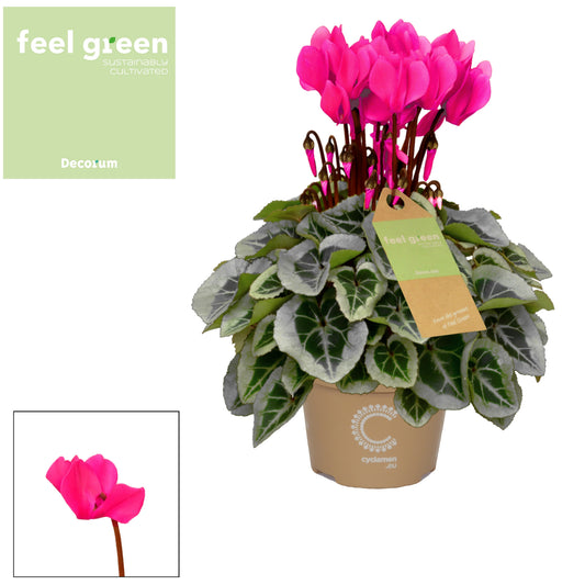 Cyclamen Picasso 25cm 10.5cm Pot