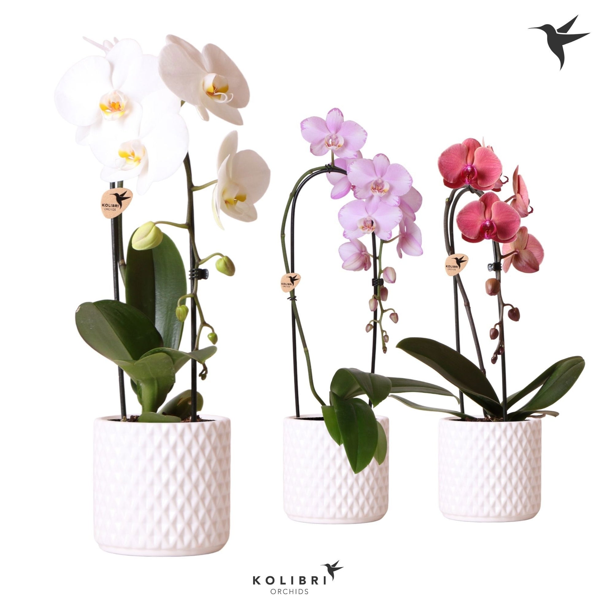 Phalaenopsis Elegant cascade 50cm 12cm Pot