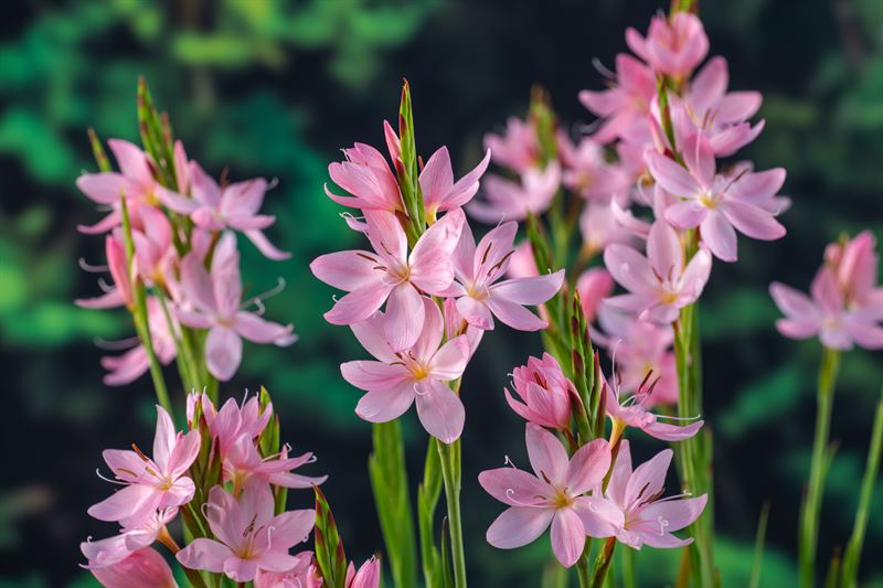 Waterplkw R. Moerings Schizostylis coccinea Mrs Hegarty Pack of 3