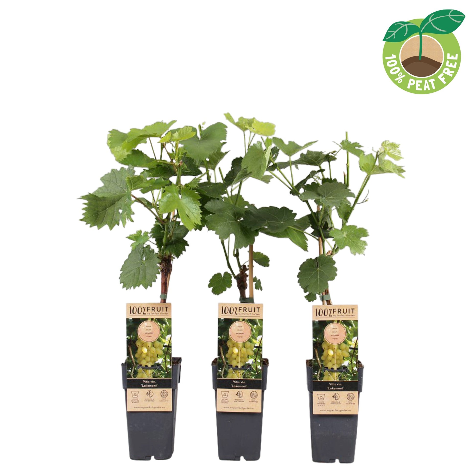 Vitis vinifera Lakemont 50cm 15cm Pot