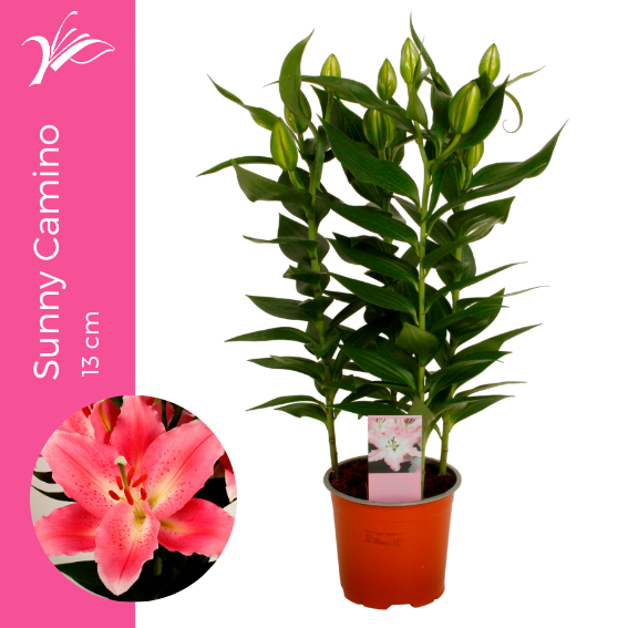 Lilium Sunny Camino 45cm 13cm Pot