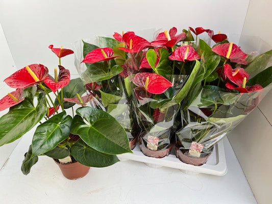 Anthurium andraeanum 60cm 17cm Pot