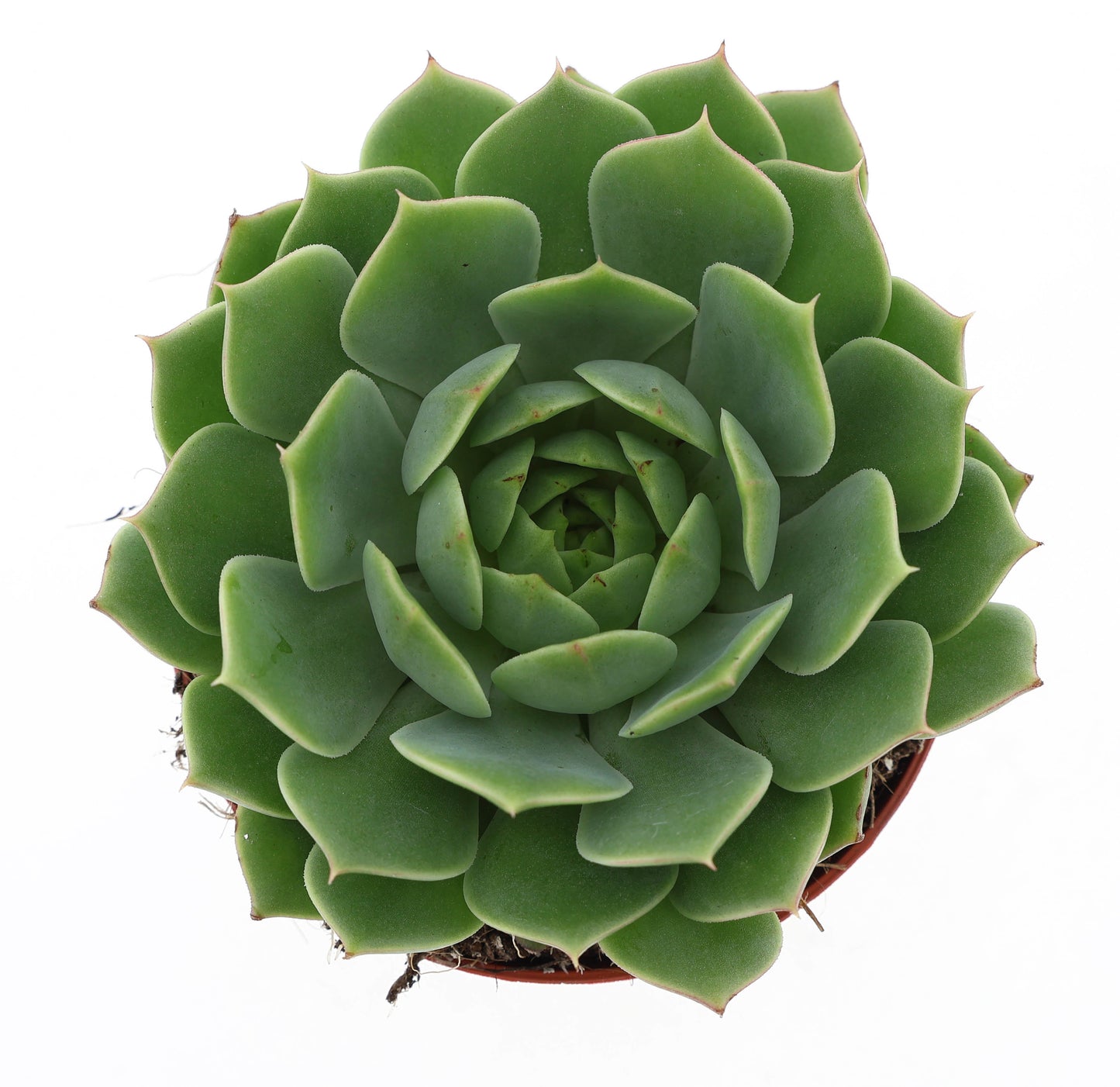 Echeveria Fabiola 10cm Special Pot (508)