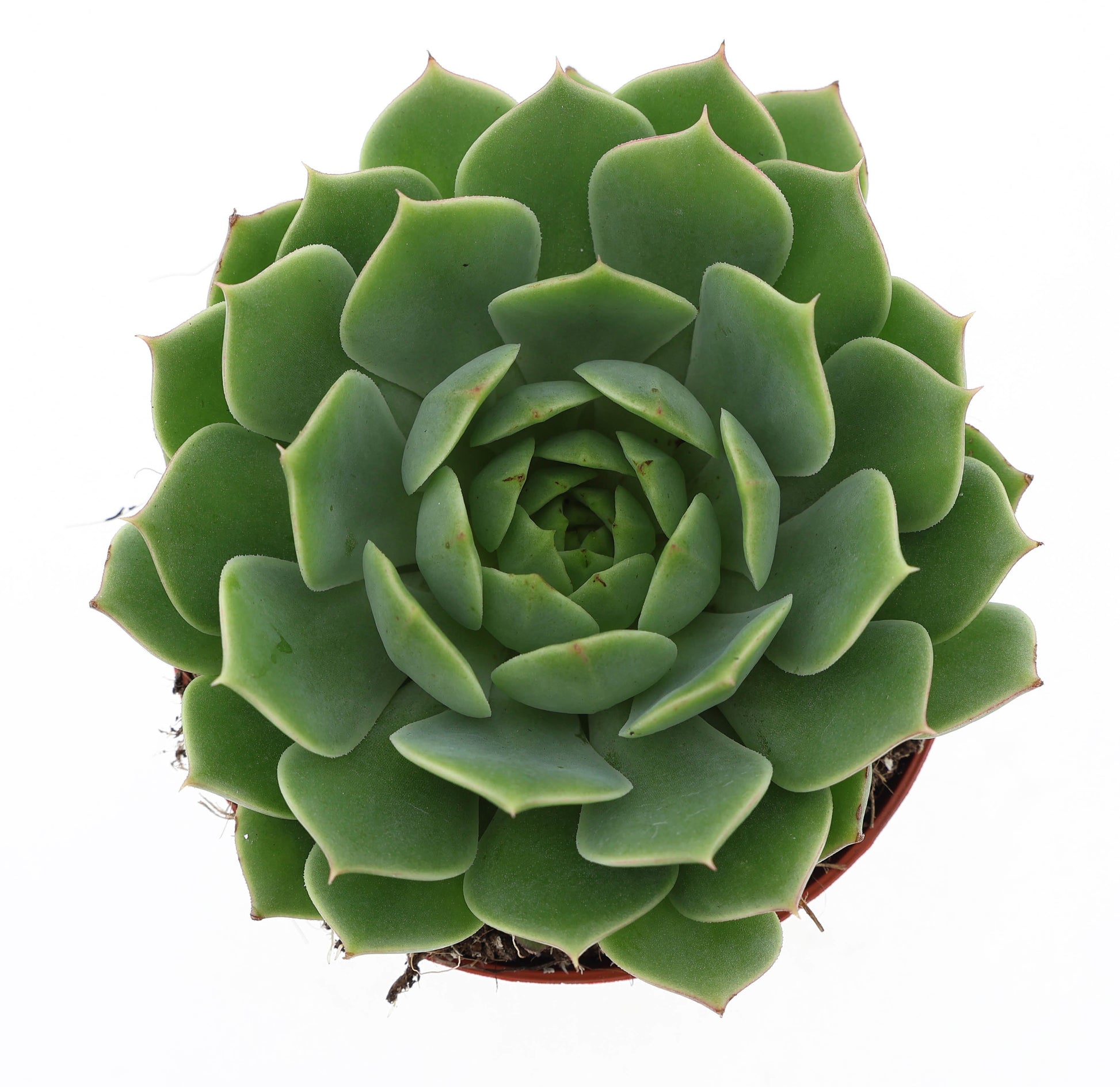 Echeveria Fabiola 10cm Special Pot (508)