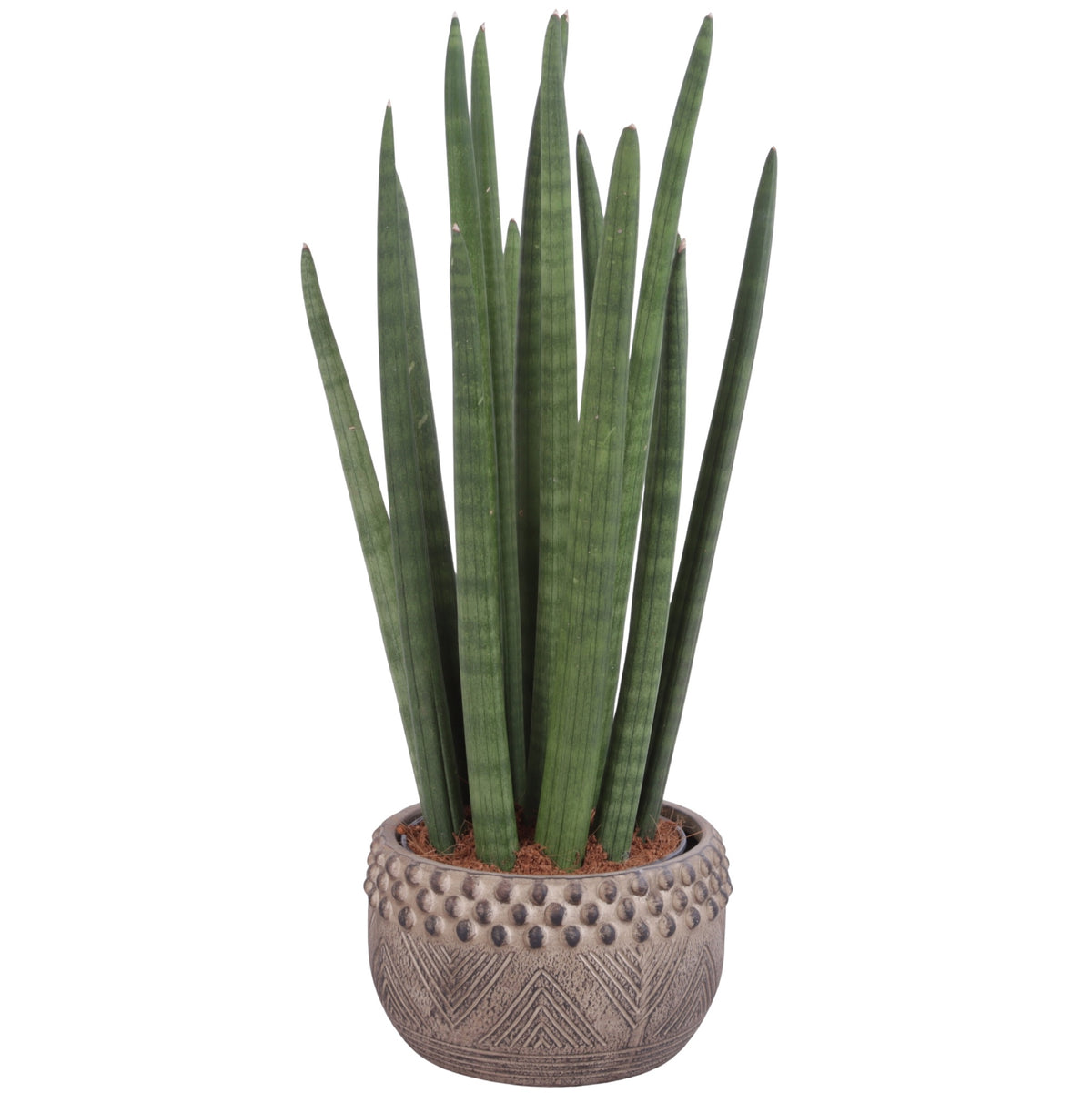 Sansevieria cylindrica 60cm 19cm Pot