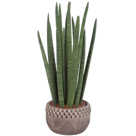 Sansevieria cylindrica 60cm 19cm Pot