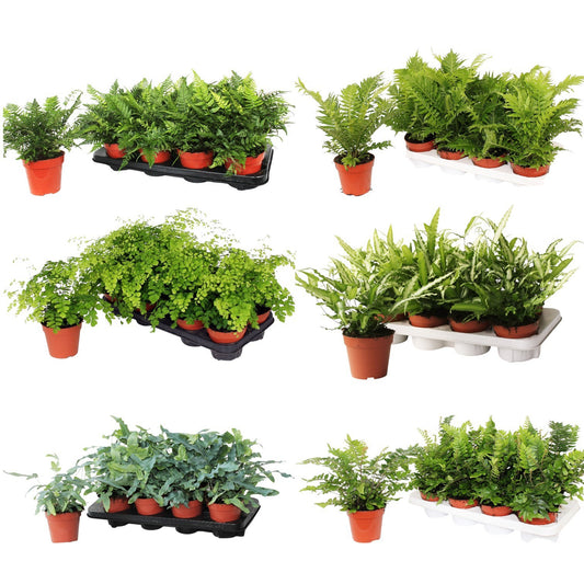 Ferns 30cm 12cm Pot