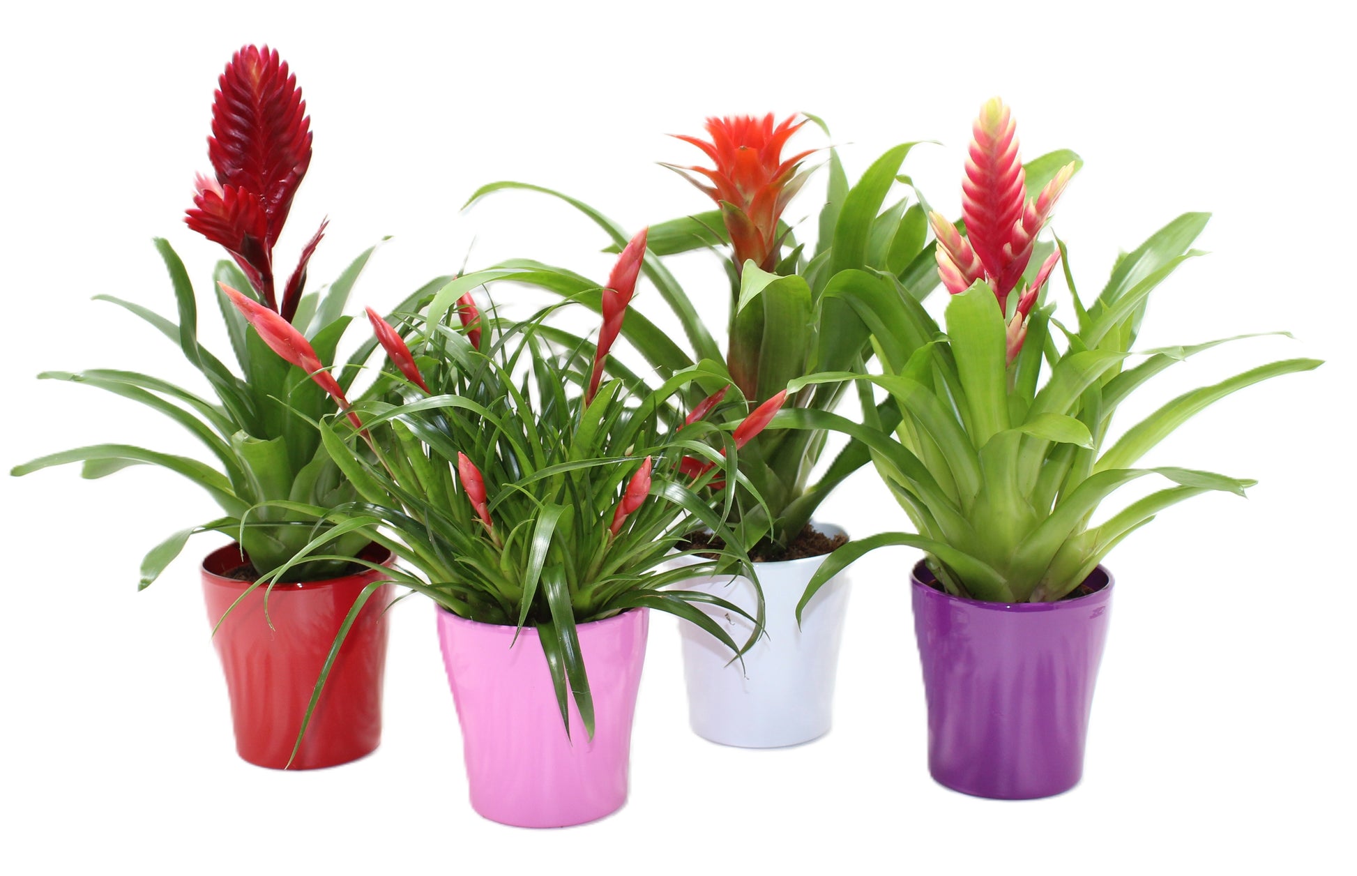 LKP plants Bromelia mix (+drp. Kunststof) Pack of 6