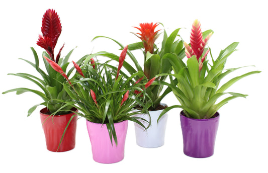 LKP plants Bromelia mix (+drp. Kunststof) Pack of 6
