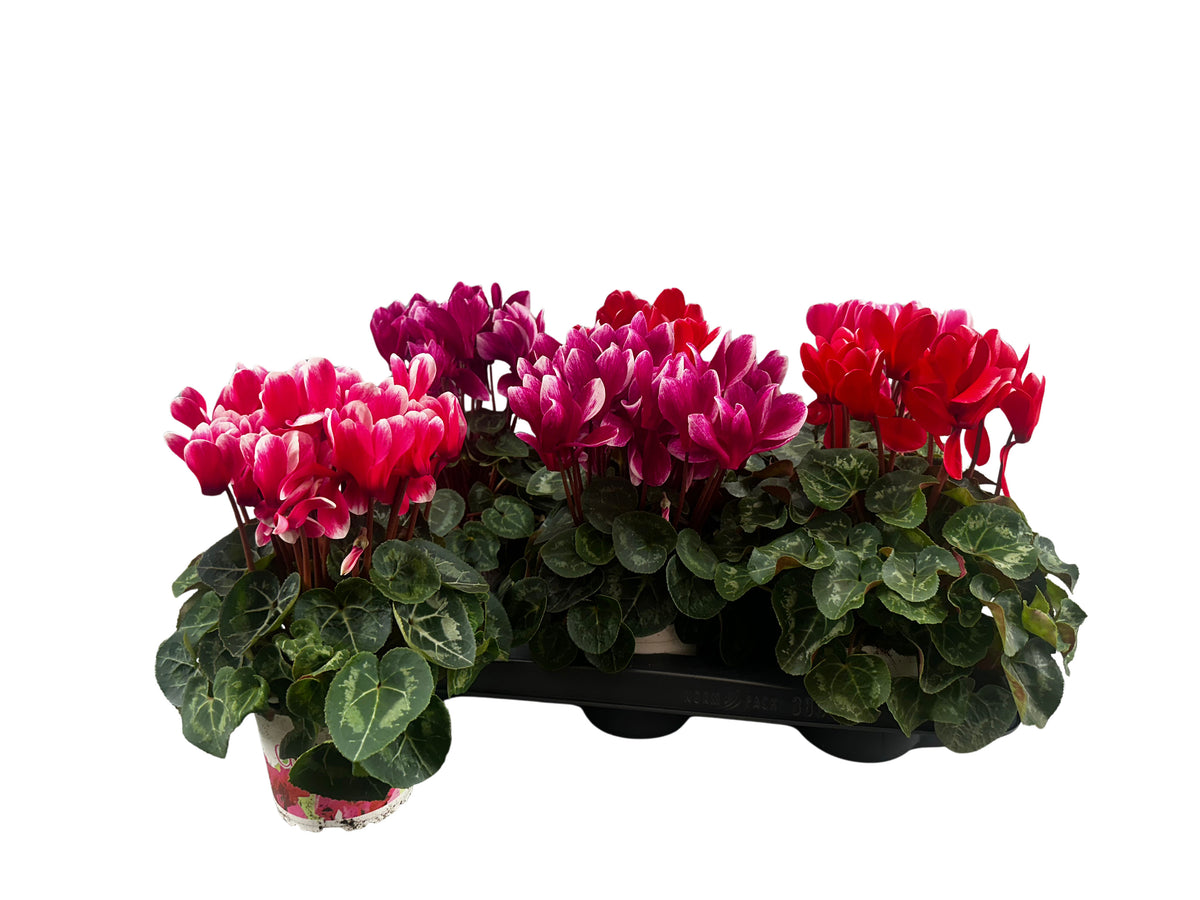 Cyclamen Halios Fantasia 30cm 13cm Pot