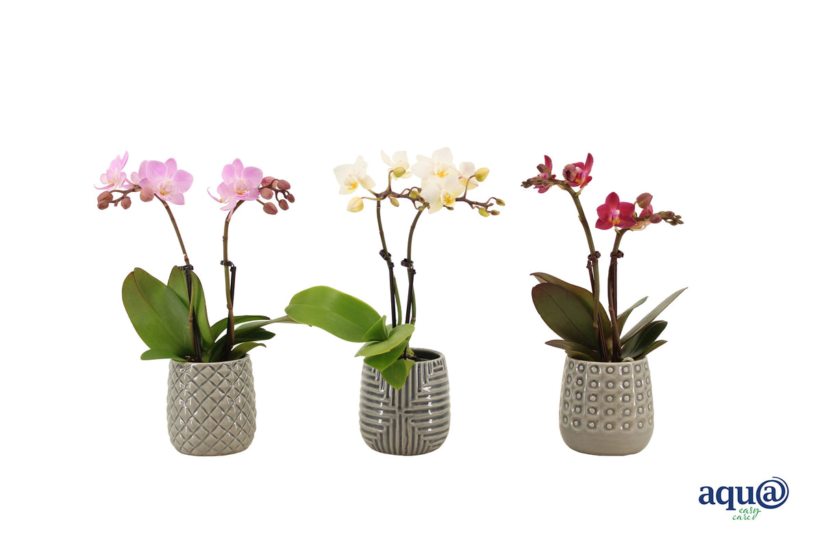 Phalaenopsis hybrid 17cm 6cm Pot