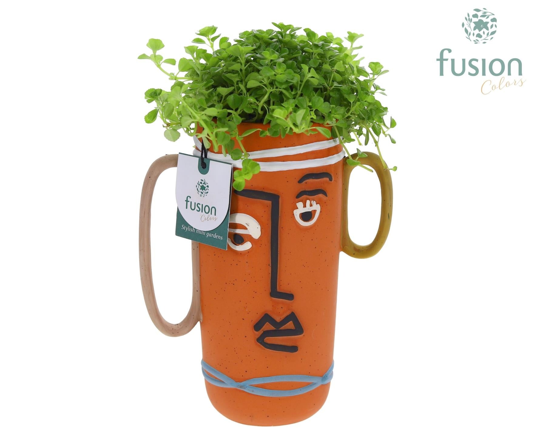 Fusioncolors BV Terracotta Facepot met Pilea Pack of 6