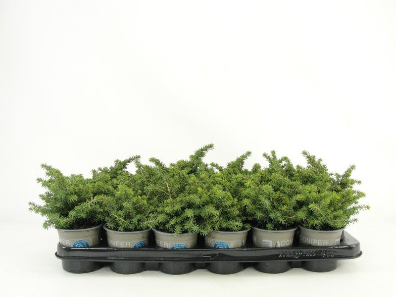 Picea ab. Little Gem 15cm 9cm Pot