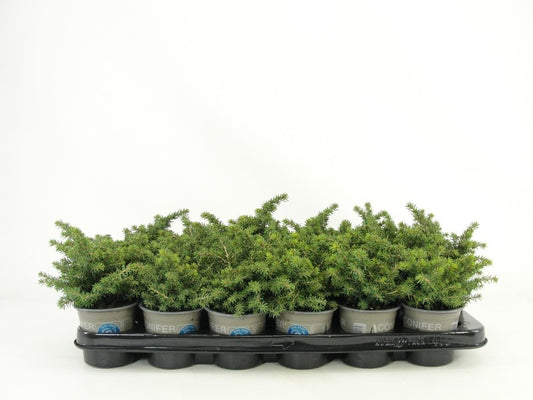 Picea ab. Little Gem 15cm 9cm Pot