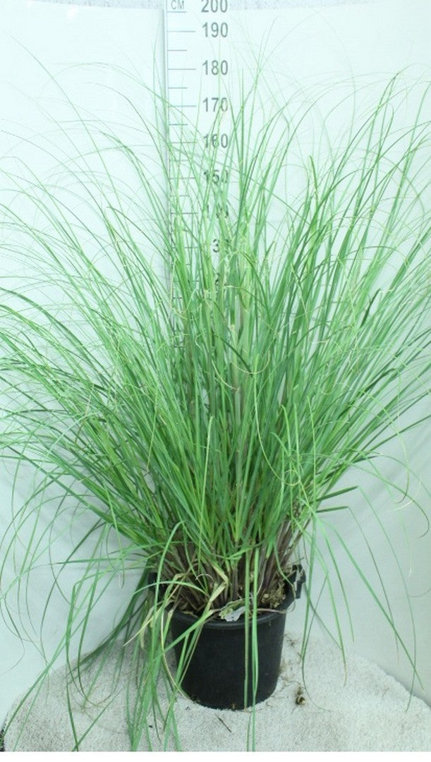 van Tol & Van der Linde Cortaderia sellona Pumila Pack of 1