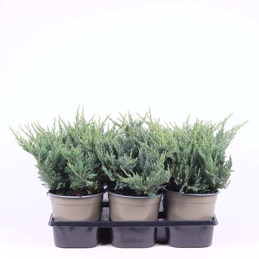 Juniperus Blue Chip 25cm 15cm Pot