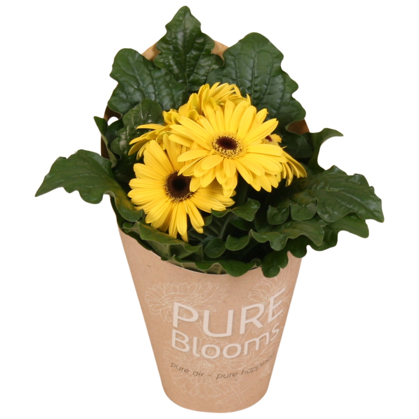 Velden, Firma Freek v.d. Gerbera Flori Line yellow Pack of 6