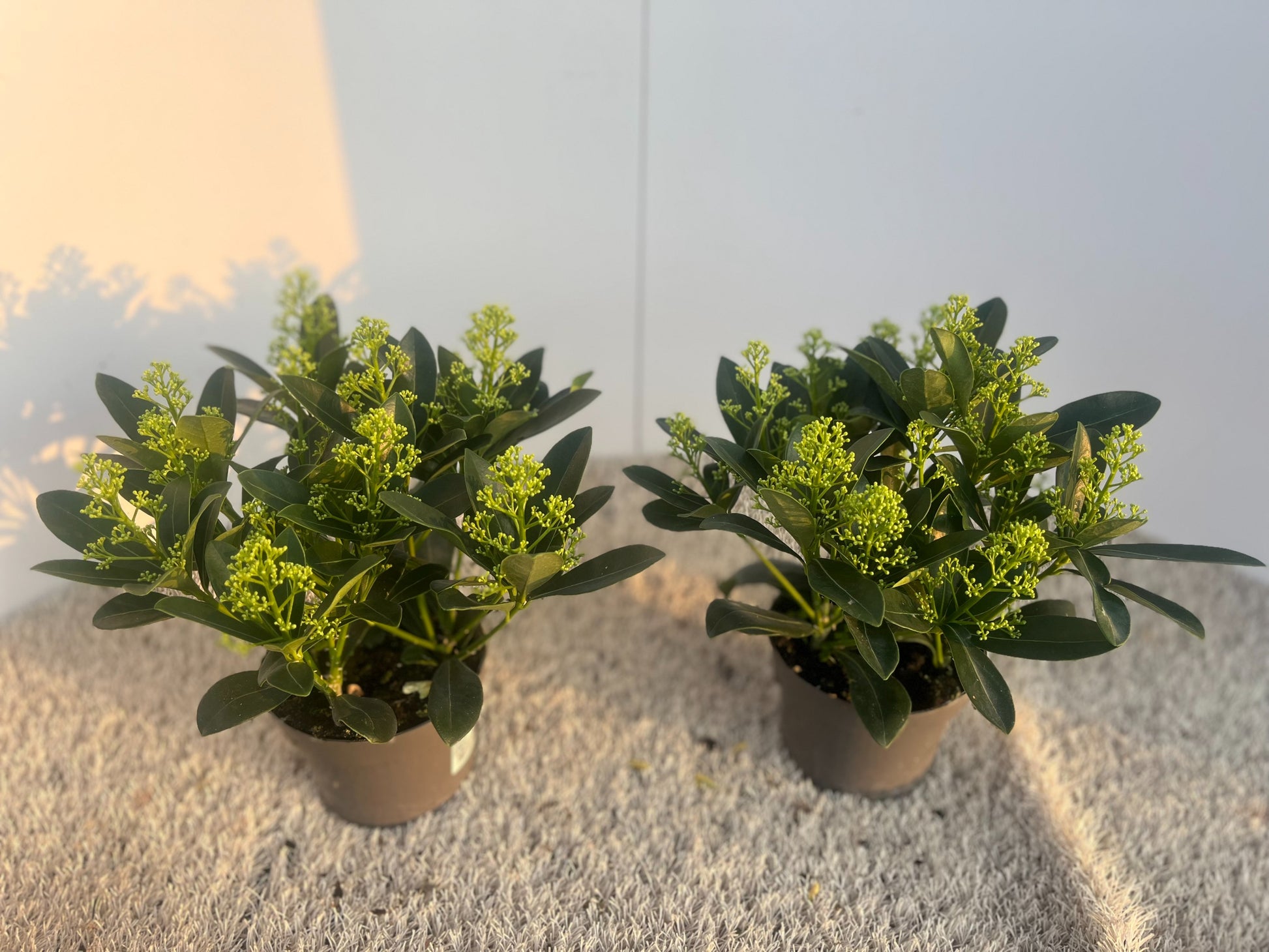 Skimmia japonica Finchy 20cm 13cm Pot