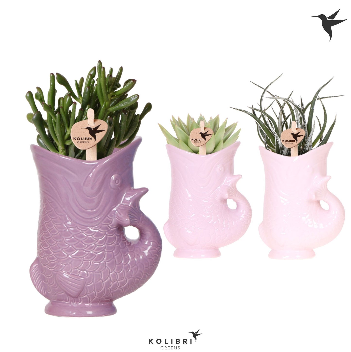 Succulenten mix (+ drp.ceramic) 27cm 9cm Pot