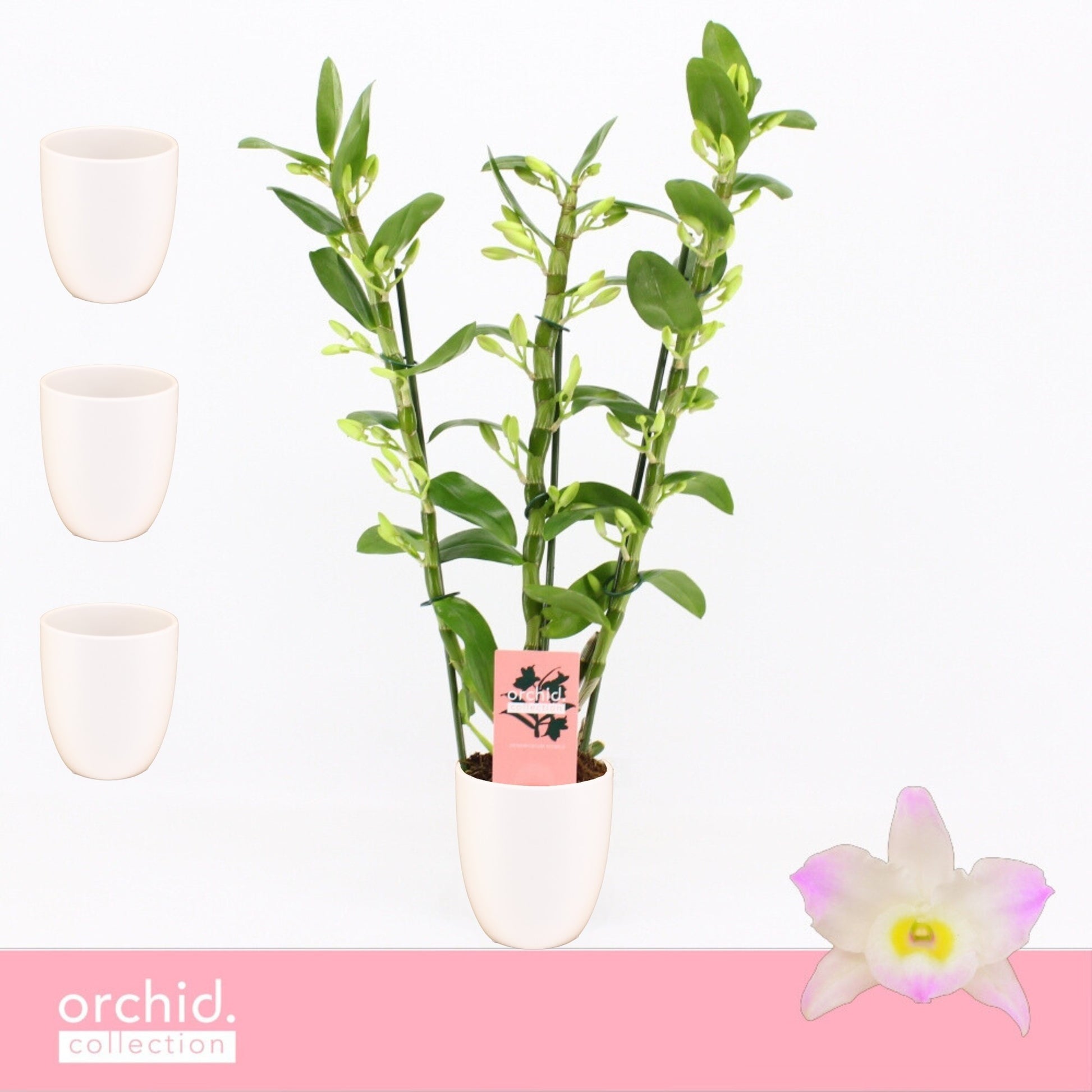 Dendrobium Kumiko 50cm 12cm Pot