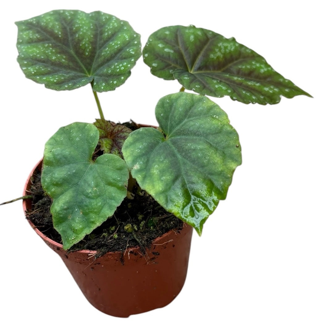 Begonia Cottage Bright Red 12cm 8cm Pot