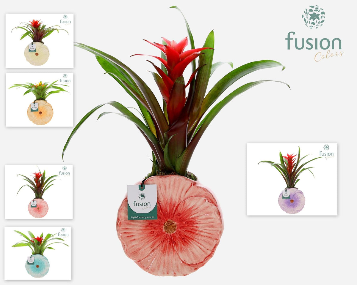 arr. Bromelia 43cm 18cm Pot