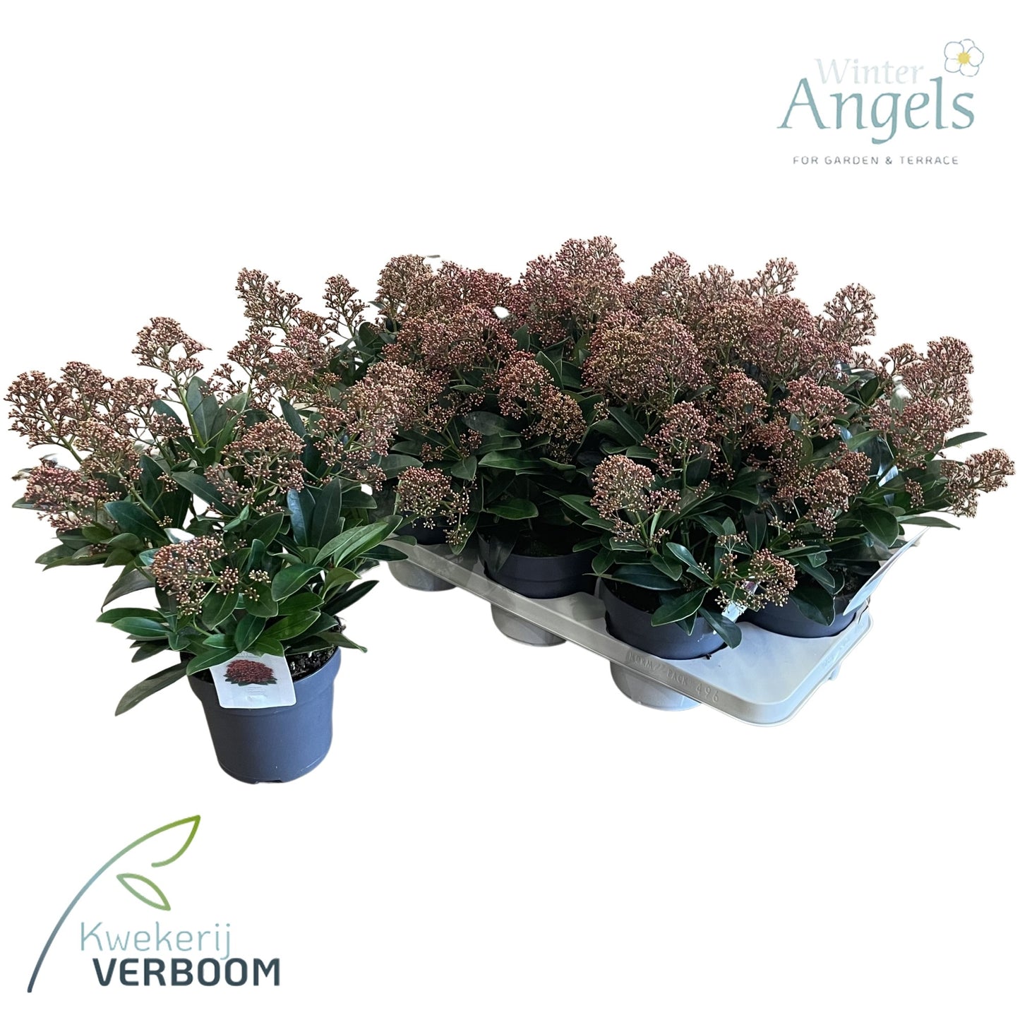 Skimmia japonica Rubella 40cm 15cm Pot