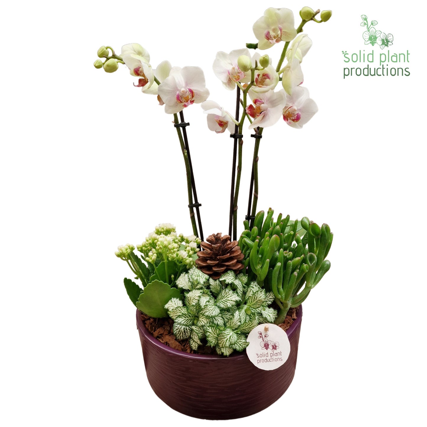 PH004 Stella Purple 45cm 22cm Pot