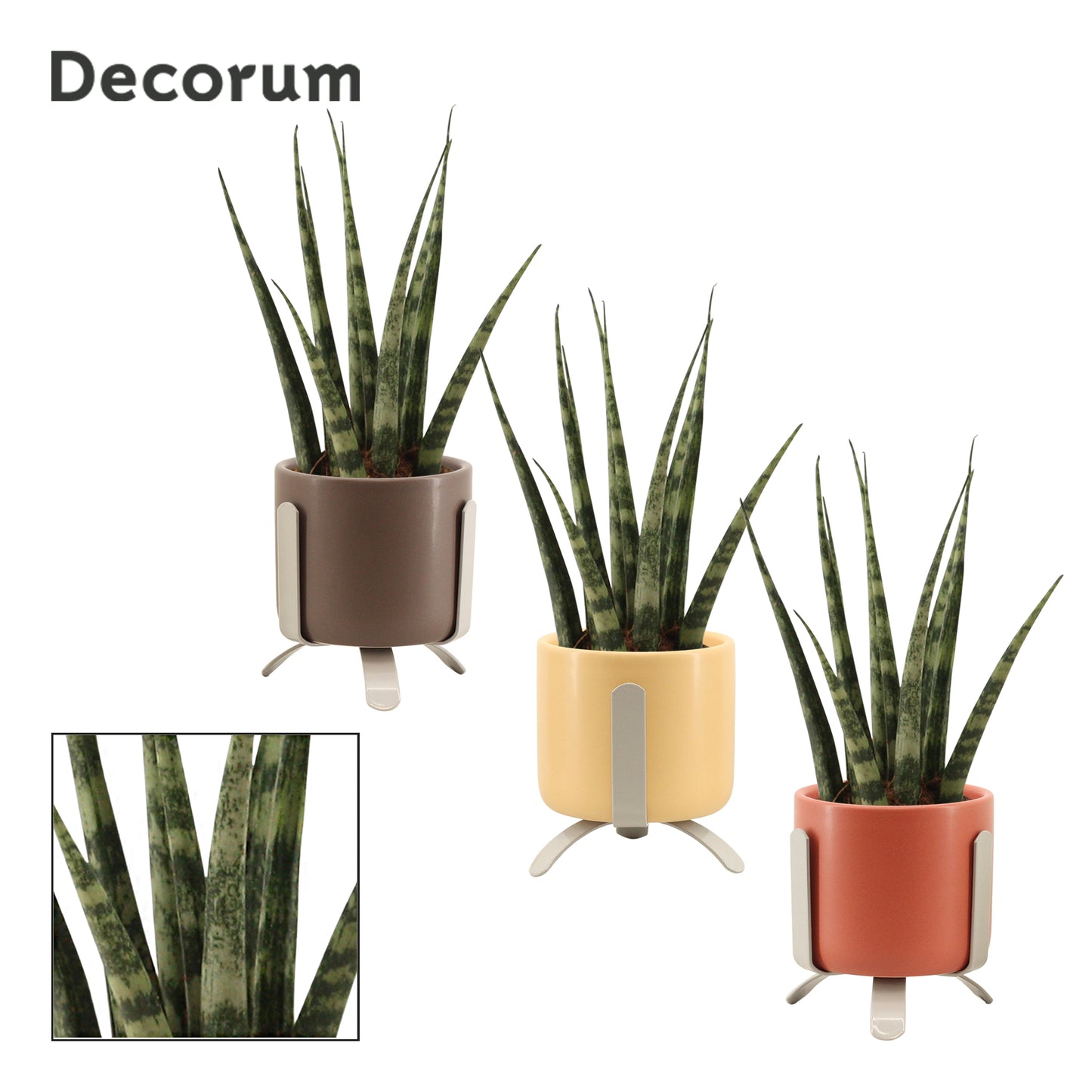 Sansevieria Fernwood 16cm 6cm Pot