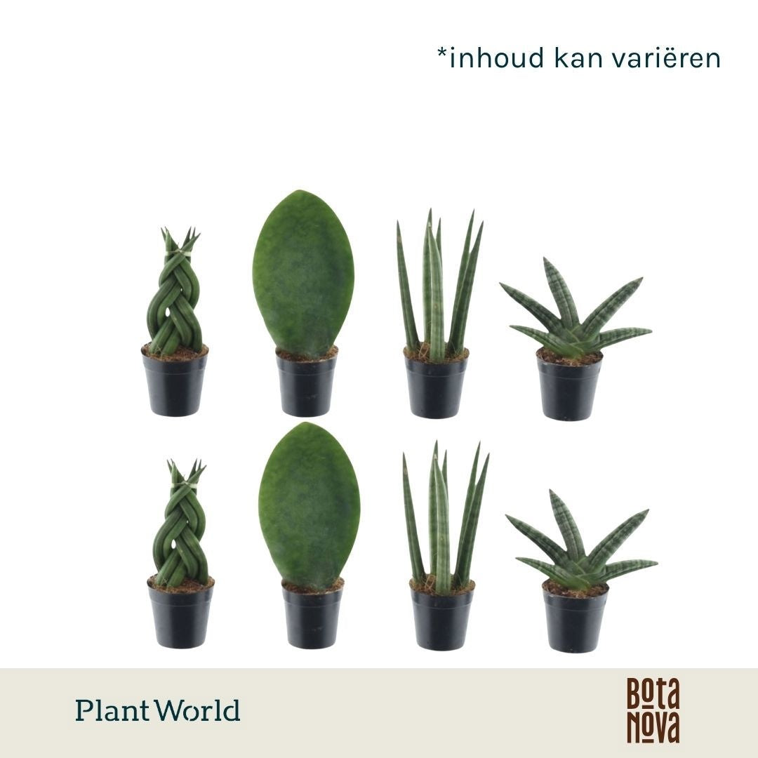 Plantworld Jogrow Sansevieria mix Pack of 20