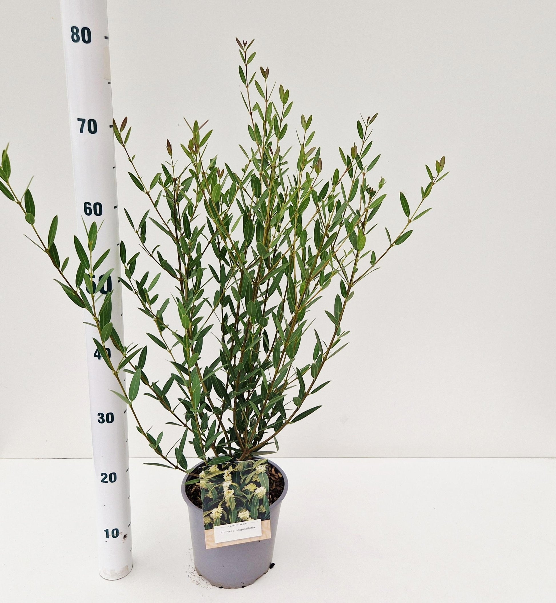 Shrubs mix 35cm 17cm Pot