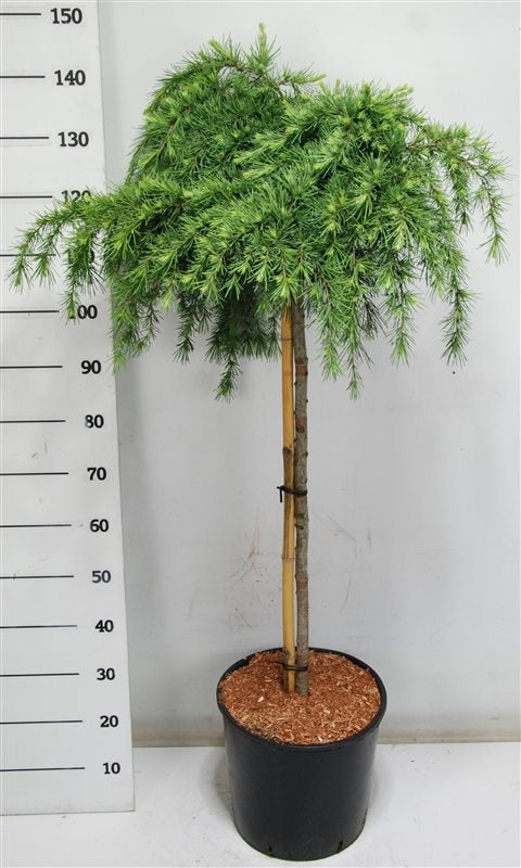 Cedrus deo. Feelin Blue 140cm 38cm Pot
