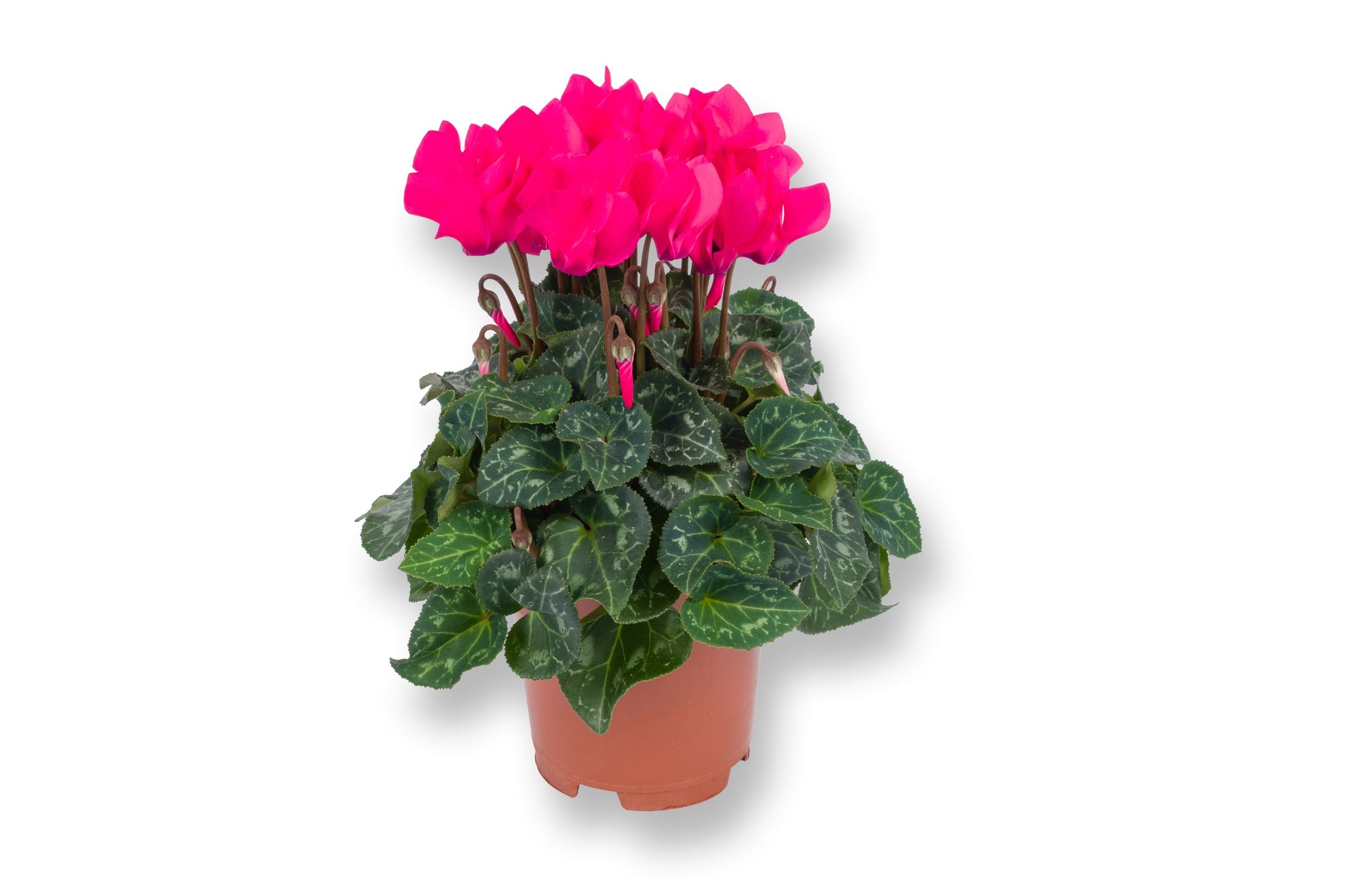 Bergcamp, kwekerij Cyclamen Compact pink Pack of 8