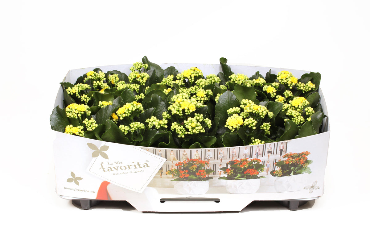 Kalanchoe Perfecta Yellow 22cm 10.5cm Pot