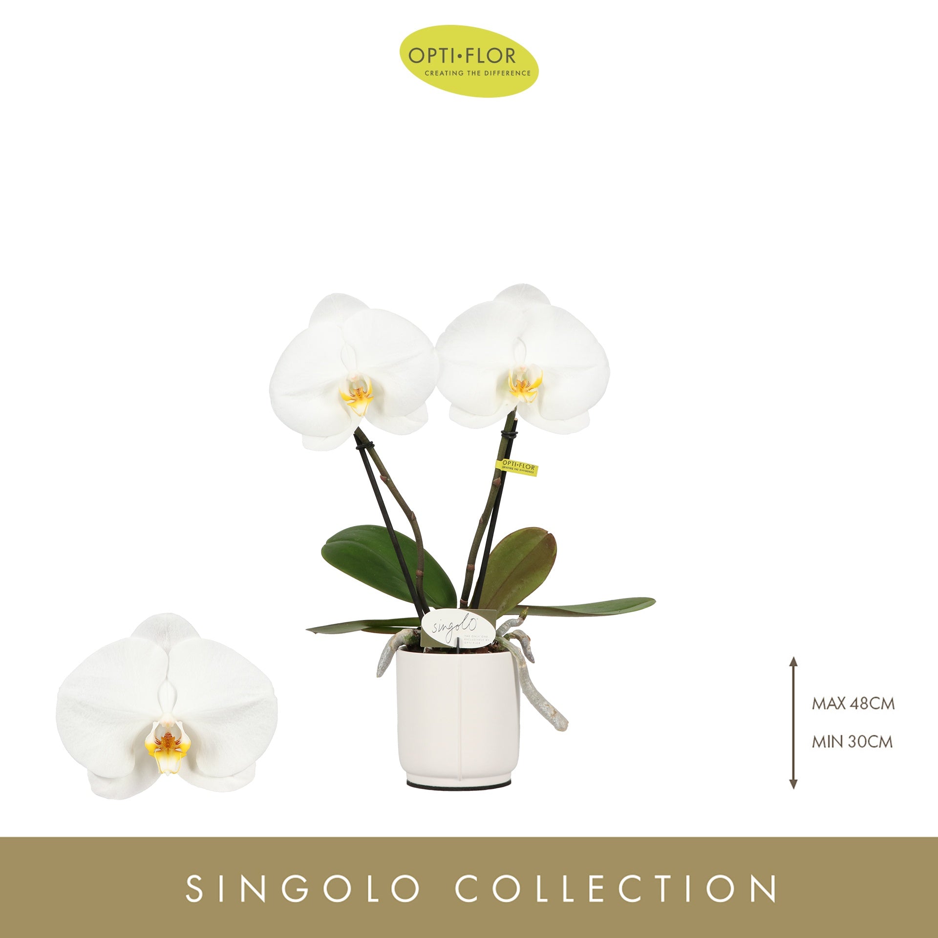 Phalaenopsis Singolo & Co mix (+ drp.Lazio) 40cm 9cm Pot