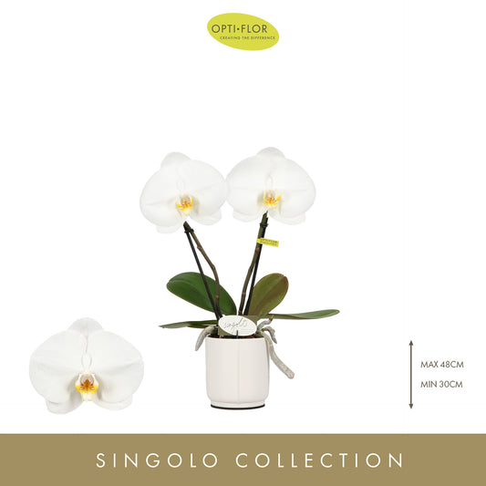 Phalaenopsis Singolo & Co mix (+ drp.Lazio) 40cm 9cm Pot