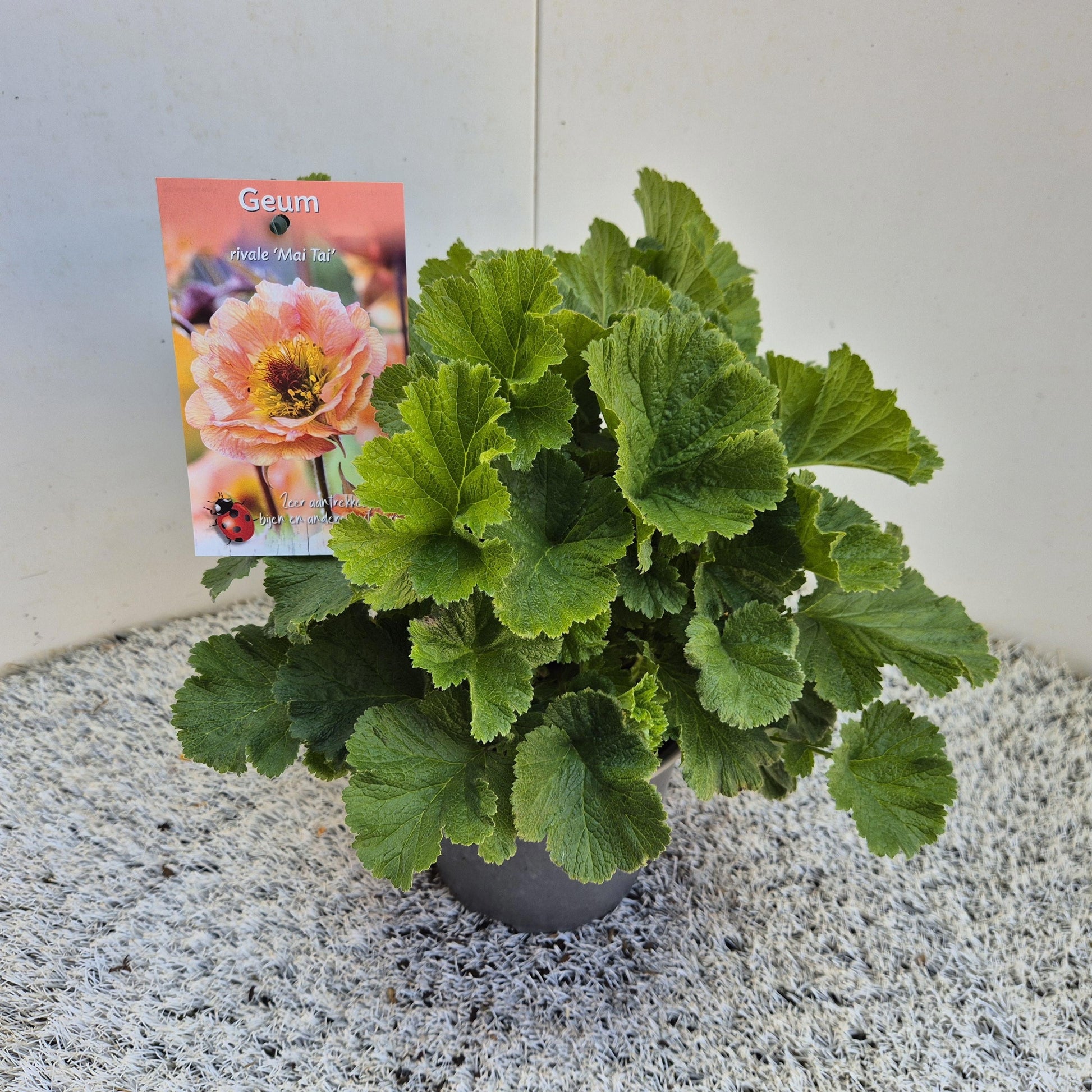 Geum rivale 20cm 17cm Pot